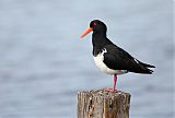 Pied Oystercatcher